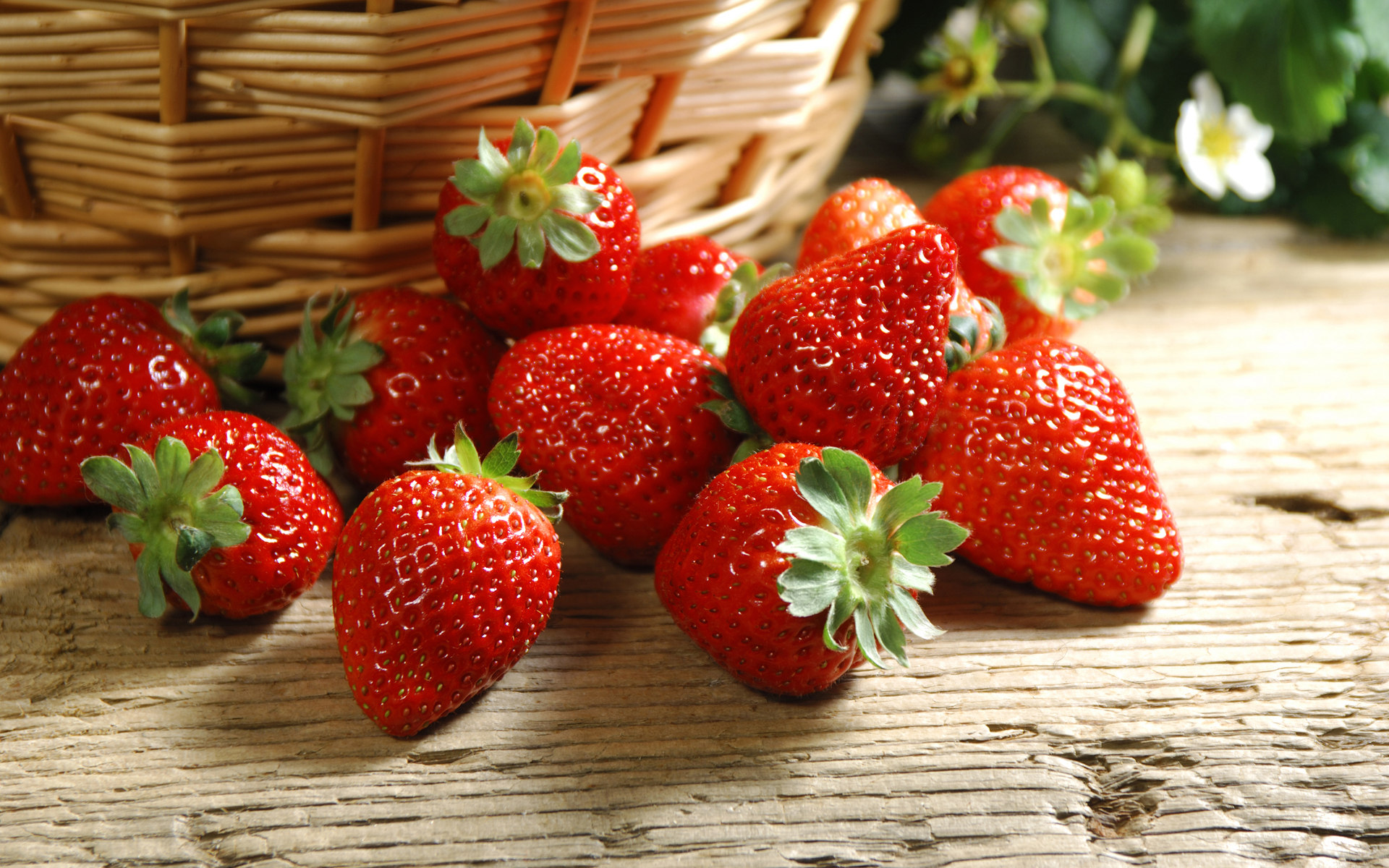 【全豐生物】植物生長調節劑在果樹上的應用——草莓（二）